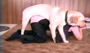 sexo de cachorro,fodendo com animais