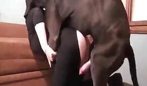 Ninfa peituda tendo orgasmo no pau do casado - sexo de cachorro,sexo foda animal